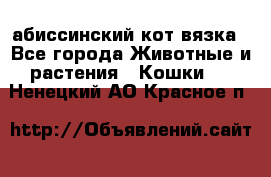 абиссинский кот вязка - Все города Животные и растения » Кошки   . Ненецкий АО,Красное п.